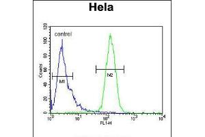Flow cytometric analysis of Hela cells (right histogram) compared to a negative control cell (left histogram). (CLEC2B antibody  (AA 59-86))