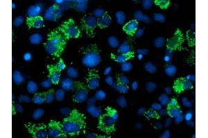 Anti-AK4 mouse monoclonal antibody (ABIN2454867) immunofluorescent staining of COS7 cells transiently transfected by pCMV6-ENTRY AK4 (RC220572). (AK4 antibody)