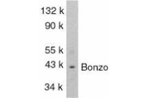 Western blot analysis of Bonzo in SW1353 total cells lysate with AP30159PU-N Bonzo antibody at 1/1000 dilution.