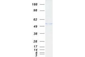 Validation with Western Blot (FBLIM1 Protein (Transcript Variant 1) (Myc-DYKDDDDK Tag))