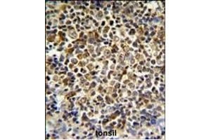 KIR2DL5B Antibody (Center) (ABIN652855 and ABIN2842556) IHC analysis in formalin fixed and paraffin embedded human tonsil tissue followed by peroxidase conjugation of the secondary antibody and DAB staining. (KIR2DL5B antibody  (AA 264-290))