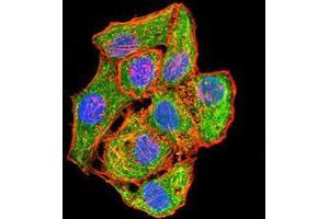 Immunofluorescence analysis of HepG2 cells using MAP2K3 mouse mAb (green).