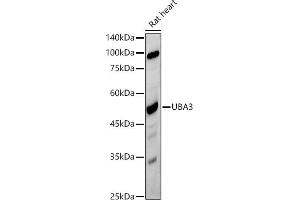 UBA3 antibody