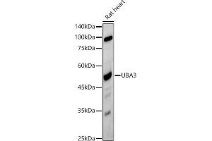 Western blot analysis of extracts of Rat heart, using UB antibody (ABIN7271186) at 1:500 dilution. (UBA3 antibody)