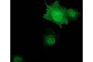 Immunofluorescence (IF) image for anti-Zinc Finger, AN1-Type Domain 2B (ZFAND2B) antibody (ABIN1501802) (ZFAND2B antibody)