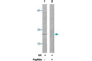 Western blot analysis of extracts from 293 cells, treated with UV (30 mins), using BCL2L1 polyclonal antibody . (BCL2L1 antibody)