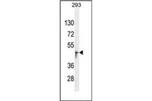 Western blot analysis of OR13J1 Antibody (C-term) in 293 cell line lysates (35ug/lane).