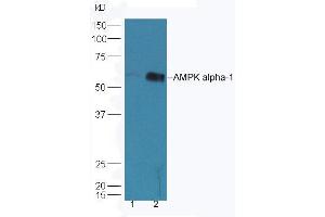 Lane 1: HepG2 lysates Lane 2: K562 lysates probed with Rabbit Anti-AMPK alpha-1 Polyclonal Antibody, Unconjugated (ABIN2170161) at 1:300 overnight at 4 °C. (PRKAA1 antibody  (AA 351-450))