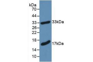 Western blot analysis of recombinant Mouse MBP.