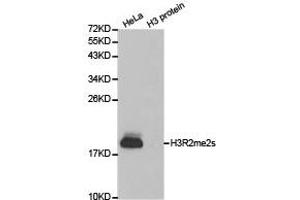 Western blot analysis of extracts of HeLa cell line and H3 protein expressed in E. (Histone 3 antibody  (H3R2me2s))