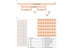 SARS-CoV-2 N protein amino acid coverage on SARS-CoV-2 microarray.