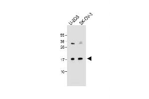 All lanes : Anti-FGF16 Antibody (N-term) at 1:1000 dilution Lane 1: U-2OS whole cell lysate Lane 2: SK-OV-3 whole cell lysate Lysates/proteins at 20 μg per lane. (FGF16 antibody  (N-Term))