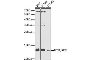 Western blot analysis of extracts of various cell lines, using FDX1/ADX antibody (ABIN6133468, ABIN6140571, ABIN6140572 and ABIN6225119) at 1:1000 dilution.