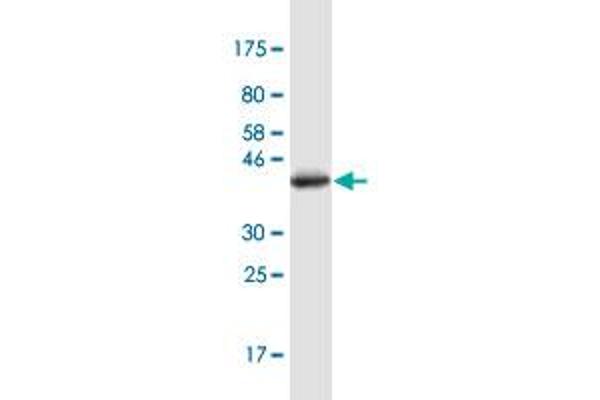 TJP2 antibody  (AA 121-218)