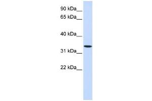 Western Blotting (WB) image for anti-Wingless-Type MMTV Integration Site Family, Member 6 (WNT6) antibody (ABIN2459042) (WNT6 antibody)