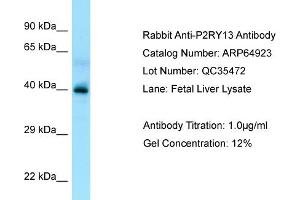 Western Blotting (WB) image for anti-Purinergic Receptor P2Y, G-Protein Coupled, 13 (P2RY13) (C-Term) antibody (ABIN971340) (Purinergic Receptor P2Y, G-Protein Coupled, 13 (P2RY13) (C-Term) antibody)