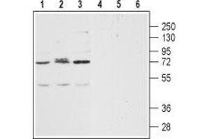 Western blot analysis of human Jurkat acute T cell leukemia (lanes 1 and 4), human SH-SY5Y brain neuroblastoma (lanes 2 and 5) and human THP-1acute monocytic leukemia (lanes 3 and 6) lysates: - 1-3. (CXCR2 antibody  (Extracellular, N-Term))