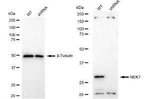 Western blotting analysis using NEK7 antibody (ABIN7799570). (Recombinant NEK7 antibody)