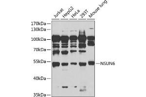 Western blot analysis of extracts of various cell lines, using NSUN6 antibody (ABIN6132426, ABIN6144879, ABIN6144881 and ABIN6217457) at 1:1000 dilution. (NSUN6 antibody  (AA 220-469))