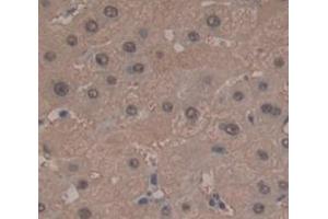 Figure. (OASL antibody  (AA 2-244))