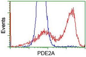 Image no. 2 for anti-phosphodiesterase 2A, CGMP-Stimulated (PDE2A) antibody (ABIN1500084) (PDE2A antibody)