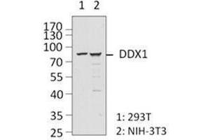 Western Blotting (WB) image for anti-DEAD (Asp-Glu-Ala-Asp) Box Polypeptide 1 (DDX1) antibody (ABIN2664923) (DDX1 antibody)