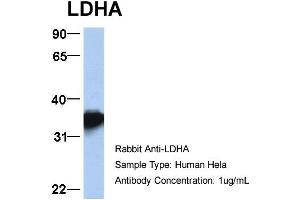 Host: Rabbit Target Name: LDHA Sample Type: Hela Antibody Dilution: 1. (Lactate Dehydrogenase A antibody  (Middle Region))