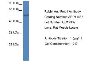 Western Blotting (WB) image for anti-Flavin Containing Monooxygenase 1 (FMO1) (N-Term) antibody (ABIN785156) (FMO1 antibody  (N-Term))