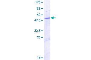 Image no. 1 for Peroxisomal Biogenesis Factor 11 beta (PEX11B) (AA 1-259) protein (GST tag) (ABIN1314680) (PEX11B Protein (AA 1-259) (GST tag))