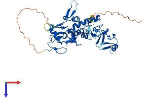 LMCD1 Protein (AA 1-365) (His tag)