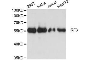 Western blot analysis of extracts of various cell lines, using IRF3 antibody.