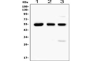 Western blot analysis of RUNX1 using anti-RUNX1 antibody (ABIN3043318).