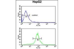 Flow cytometric analysis of HepG2 cells (bottom histogram) compared to a negative control cell (top histogram). (LDHD antibody  (N-Term))