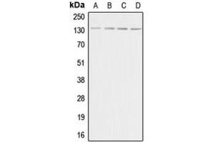 Western blot analysis of Adenylate Cyclase 5/6 expression in HeLa (A), Raw264. (ADCY5/6 antibody  (C-Term))