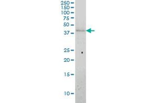 APOL3 antibody  (AA 240-336)