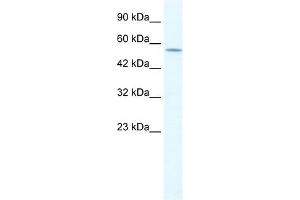 KCNA10 antibody used at 1. (KCNA10 antibody  (Middle Region))
