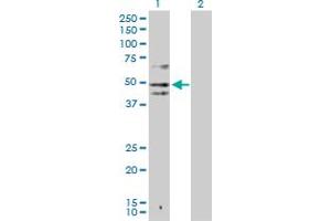 Western Blot analysis of IDO1 expression in transfected 293T cell line by IDO1 MaxPab polyclonal antibody. (IDO1 antibody  (AA 1-403))