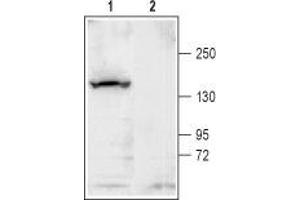 Western blot analysis of rat brain membrane: - 1. (KCNT1 antibody  (Intracellular))