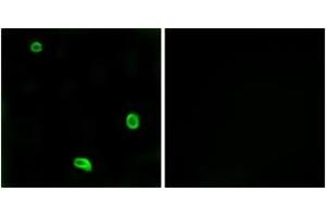 Immunofluorescence (IF) image for anti-Coagulation Factor II (Thrombin) Receptor-Like 3 (F2RL3) (AA 29-78) antibody (ABIN1536071)
