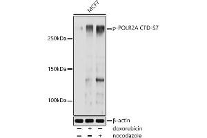 Western blot analysis of extracts of MCF7 cells, using Phospho-POLR2A CTD-S7 antibody (ABIN7270105) at 1:1000 dilution. (POLR2A/RPB1 antibody  (pSer7))