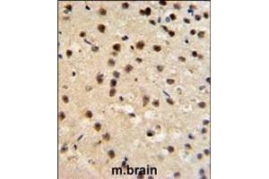 FKBP10 Antibody (N-term) (ABIN391572 and ABIN2841509) IHC analysis in formalin fixed and paraffin embedded mouse brain tissue followed by peroxidase conjugation of the secondary antibody and DAB staining. (FKBP10 antibody  (AA 57-87))