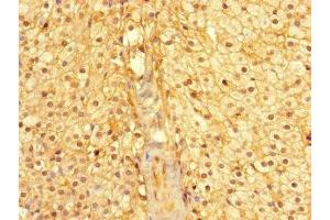 Immunohistochemistry of paraffin-embedded human adrenal gland tissue using ABIN7160974 at dilution of 1:100 (CYB5R1 antibody  (AA 29-305))