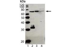 Western blot analysis of Cardif (human), pAb (AT107) : Lane 1: MW marker, Lane 2: HepG2, Lane 3: PALA, and Lane 4: HeLa. (MAVS antibody  (AA 160-450))