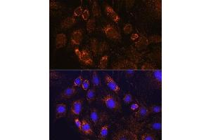 Immunofluorescence analysis of C6 cells using PDE12 Rabbit pAb (ABIN7269299) at dilution of 1:100. (PDE12 antibody  (AA 17-300))