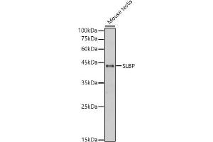 Western blot analysis of Mouse testis, using SLBP antibody (ABIN7270590) at 1:1000 dilution. (SLBP antibody)