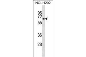 Western blot analysis in NCI-H292 cell line lysates (35ug/lane). (Kelch-like protein 41 (KLHL41) (AA 547-575), (C-Term) antibody)