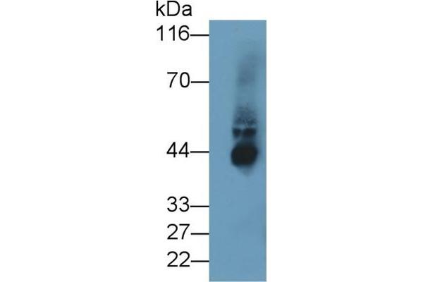 IDO Antikörper  (AA 2-403)