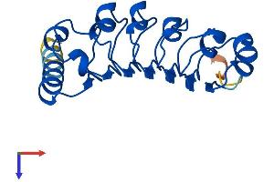 Leucine Rich Repeat Containing 20 (LRRC20) (AA 1-184) protein (His tag)