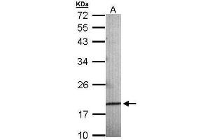 WB Image Sample (30 ug of whole cell lysate) A: 293T 12% SDS PAGE antibody diluted at 1:500 (AGR3 antibody  (Center))