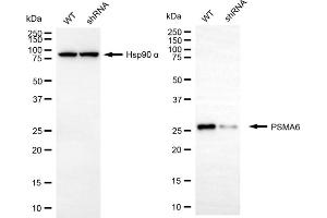 Western blotting analysis using PSMA6 antibody (ABIN7799964).